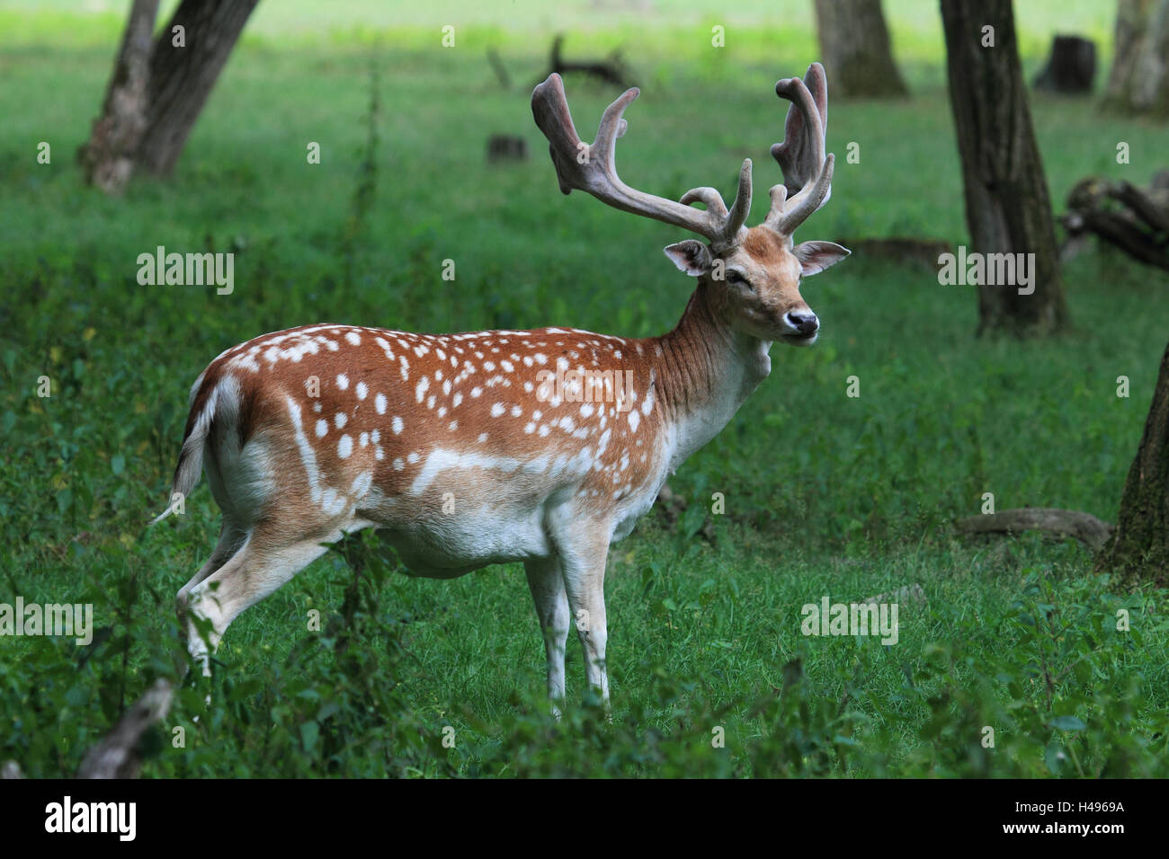 Fallow buck, little man, side view, Damwild, portrait, landscape format, deer, Germany, mammal, animal, antlers, deer antlers, fur, mottled, Stock Photo