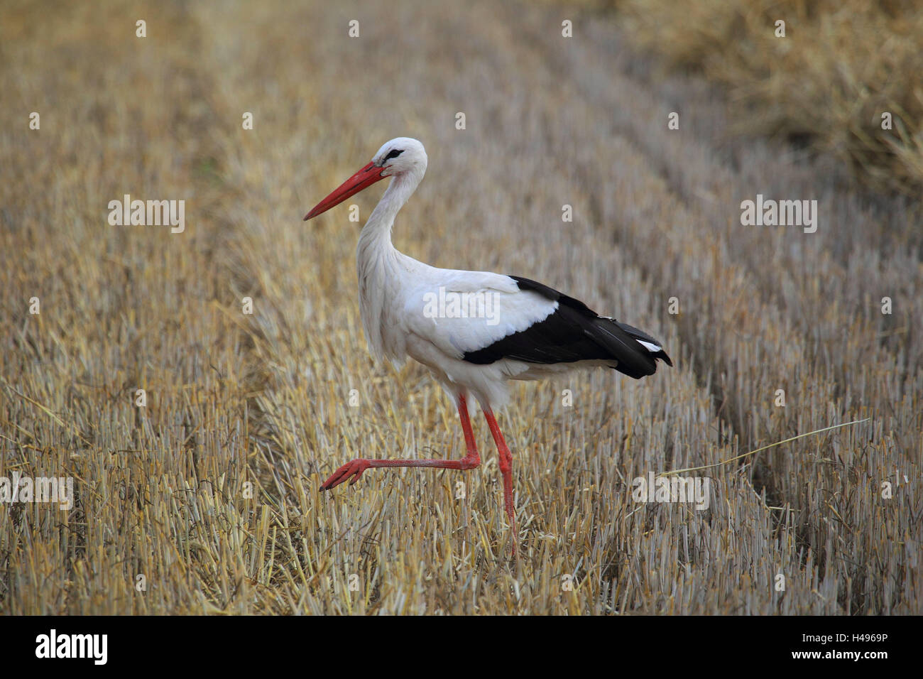 White stork, side view, grain field, landscape format, wild animal