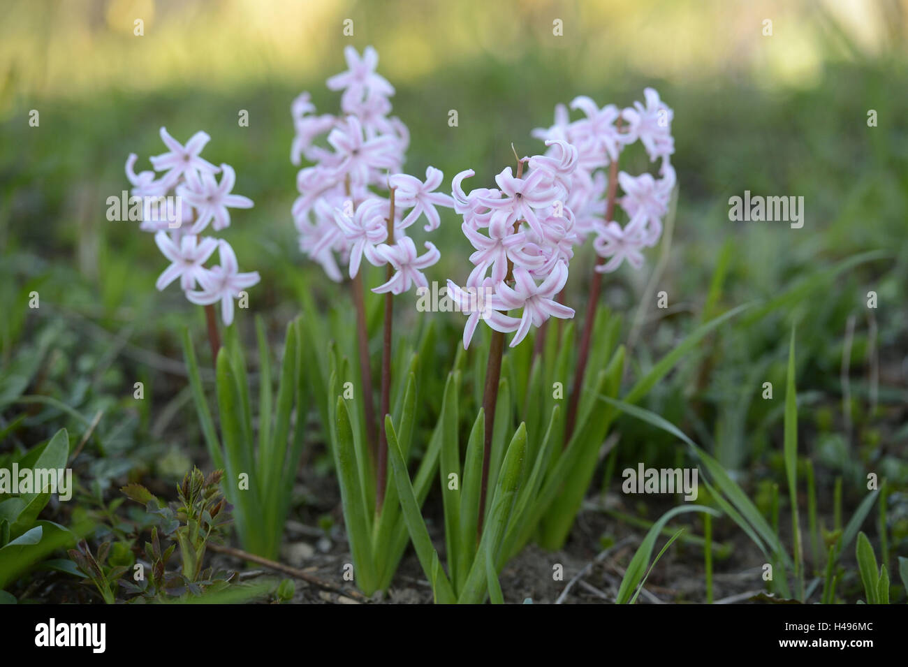 Garden hyacinth, Hyacinthus orientalis, Stock Photo