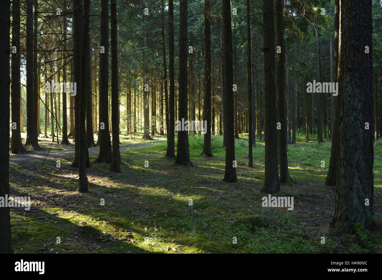 Forest, landscape, spruces, Picea abies, Stock Photo