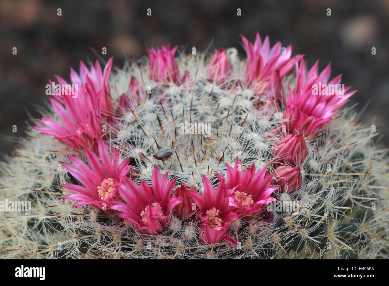 Mammillaria mammillaris hi-res stock photography and images - Alamy