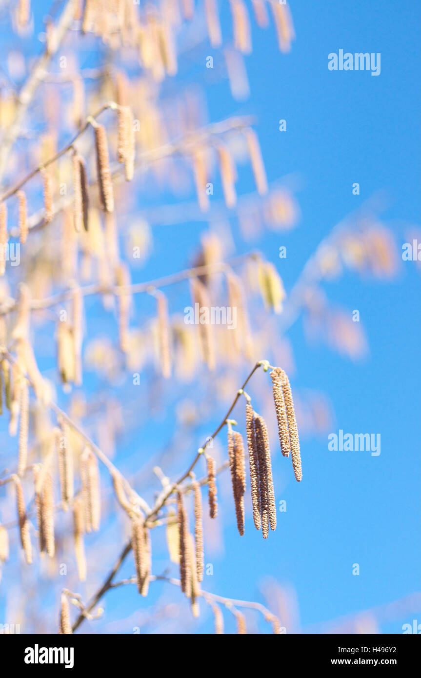 Hazel bush, branches, inflorescence, medium closeup Stock Photo Alamy