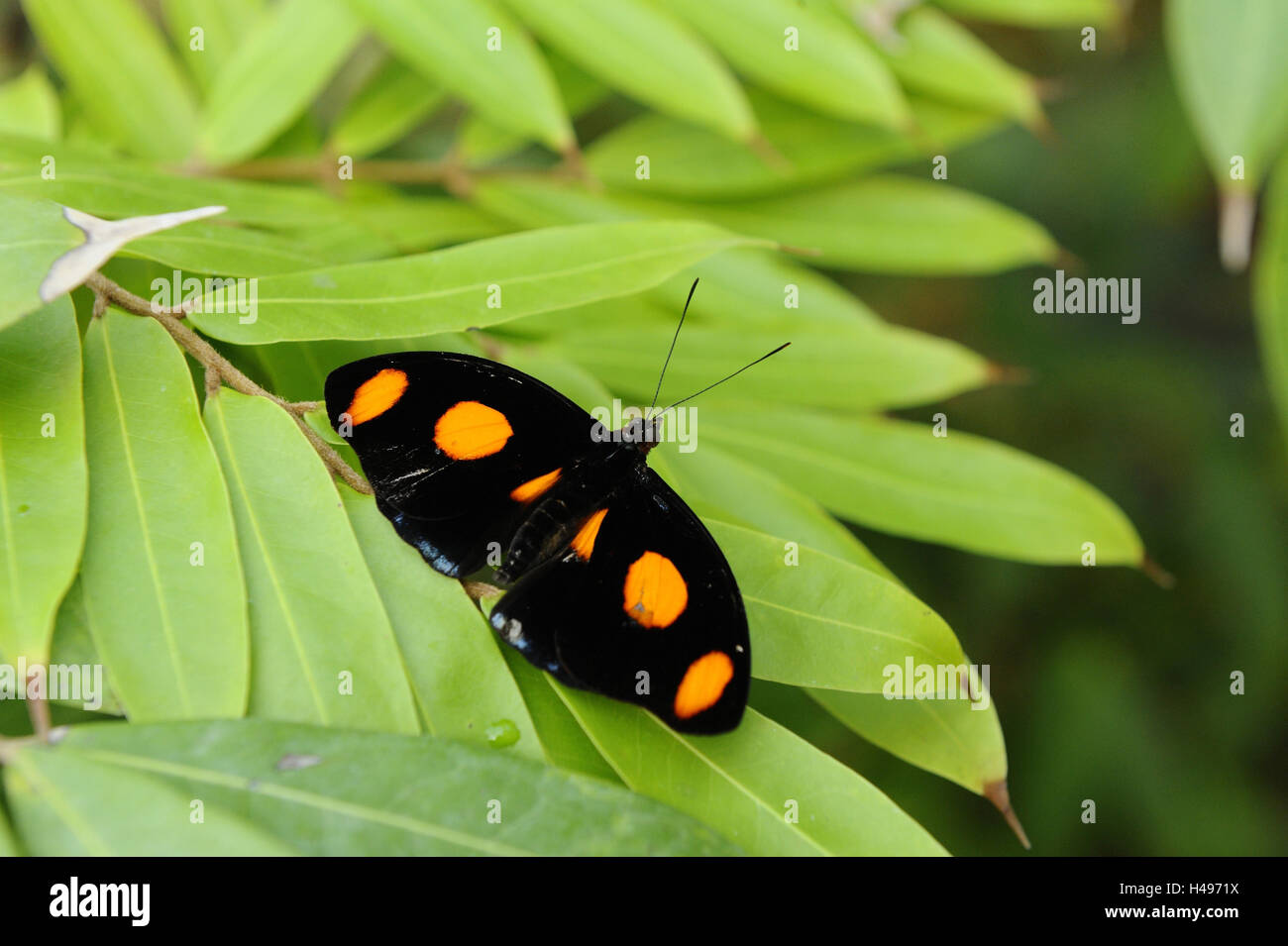 Butterfly, 'Grecian Shoemaker', Catonephele numilia, black, orange, Stock Photo