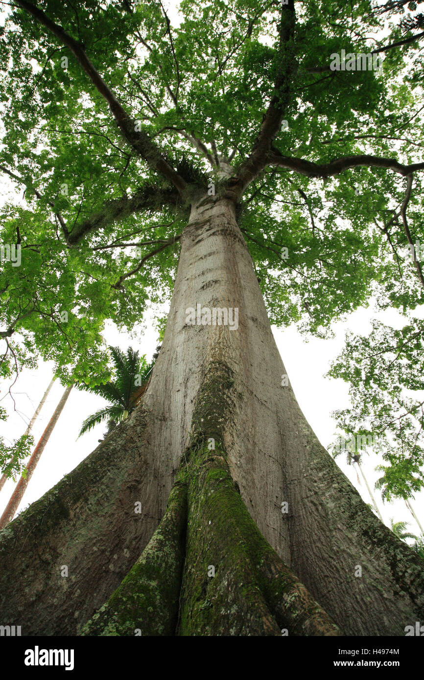 Kapok tree hi-res stock photography and images - Alamy