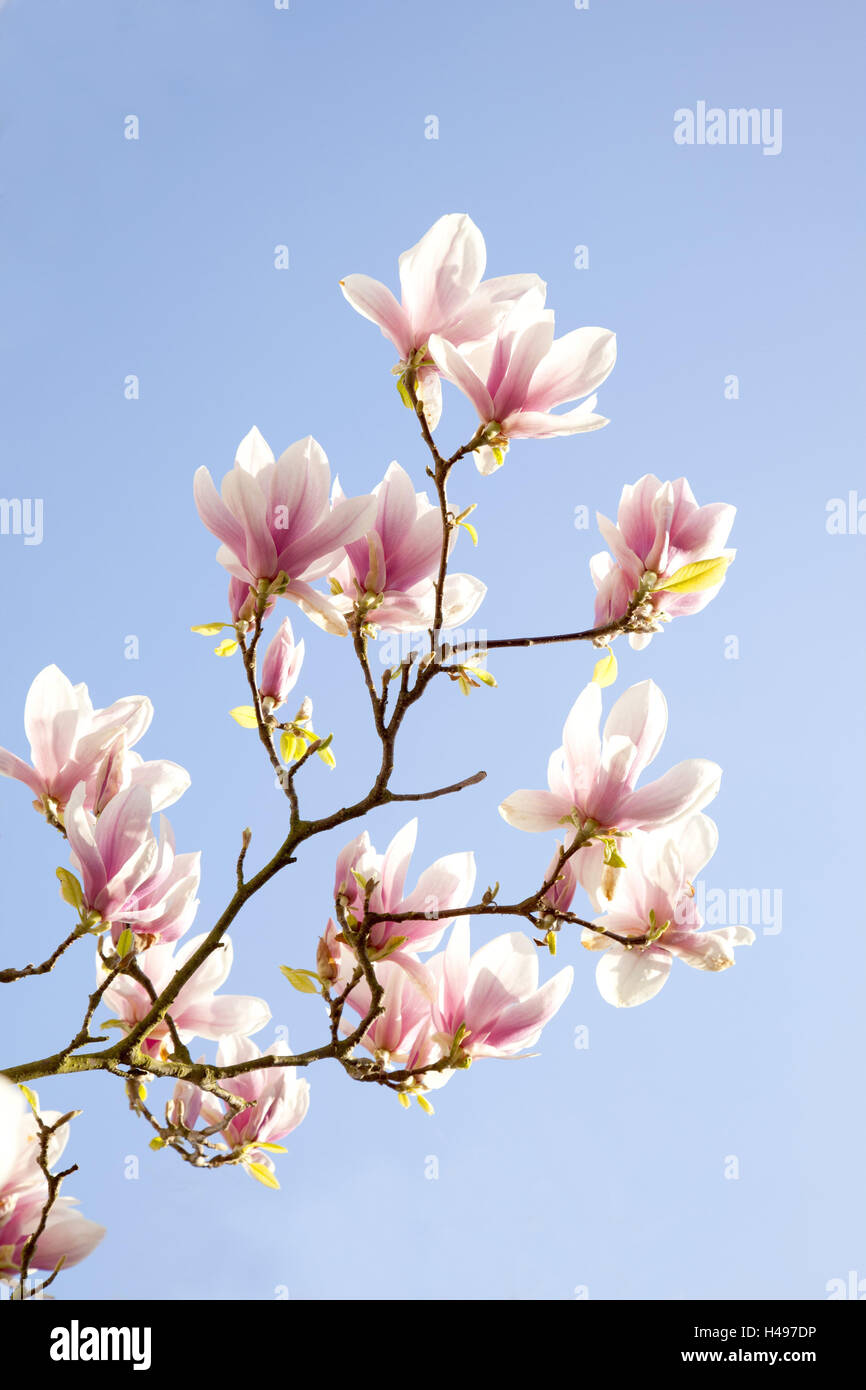 Tree, magnolia blossoms, Stock Photo