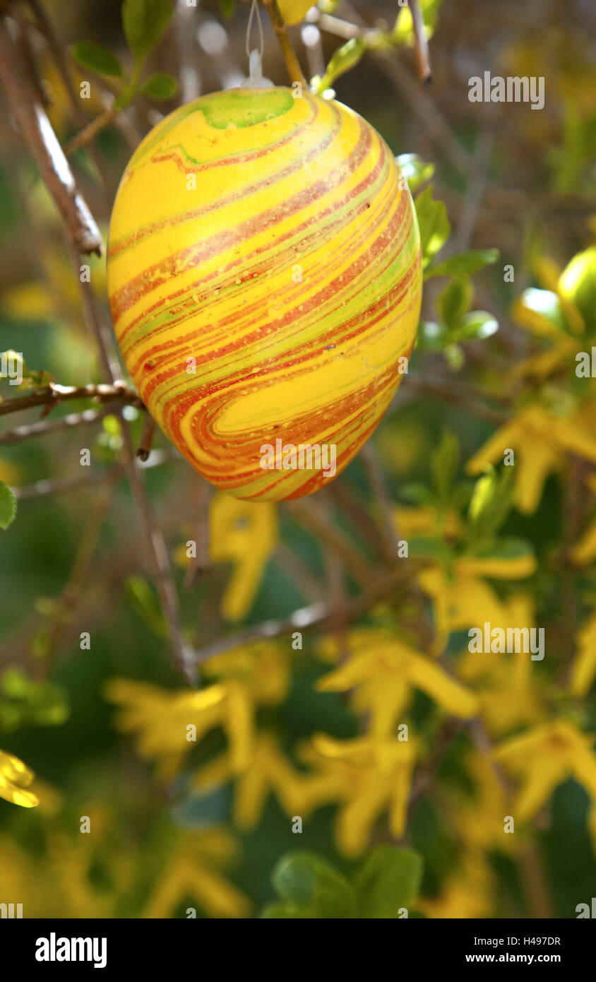 Easter egg, decoration, Easter, shrub, spring, spring, Germany, outside, Europe, blossoming of a tree, botany, blossom, flora, traditions, yellow, egg, artificially, Kunststoffei, season, Easter feast, Easter time, Osterdeko, Stock Photo