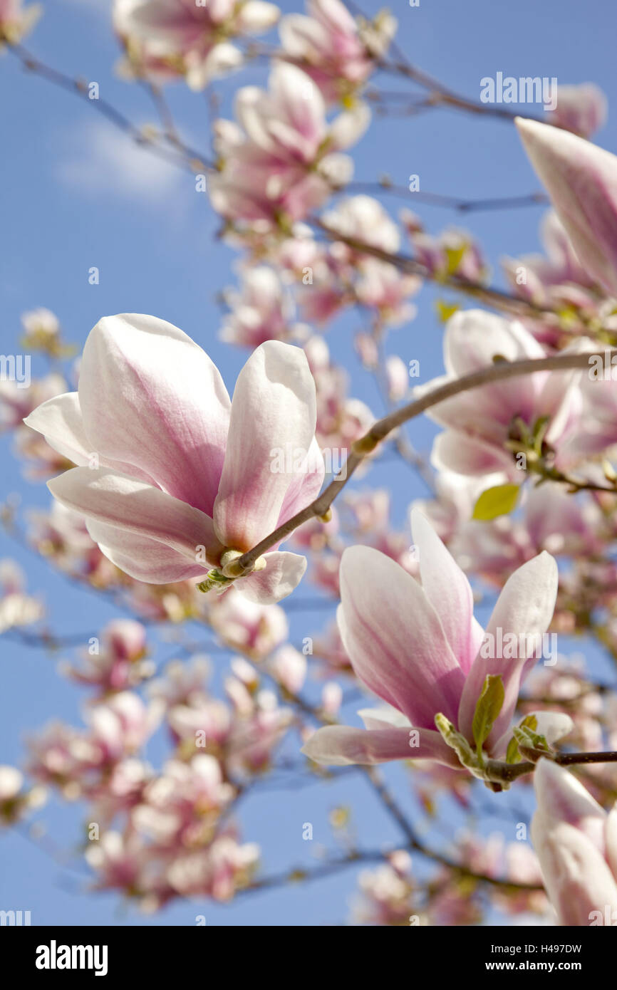 Tree, magnolia blossoms, Stock Photo