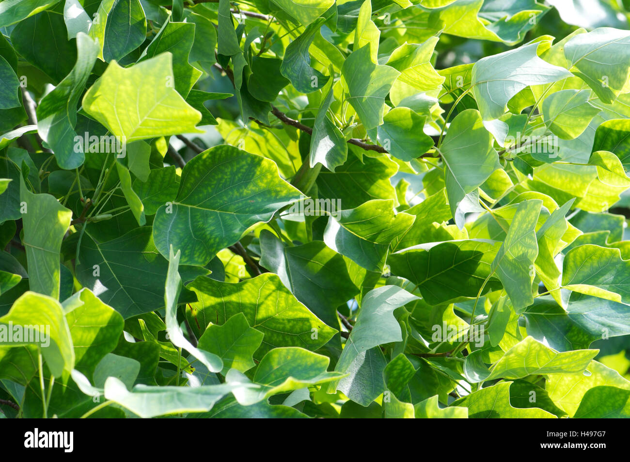Tulip tree, leaves Stock Photo Alamy
