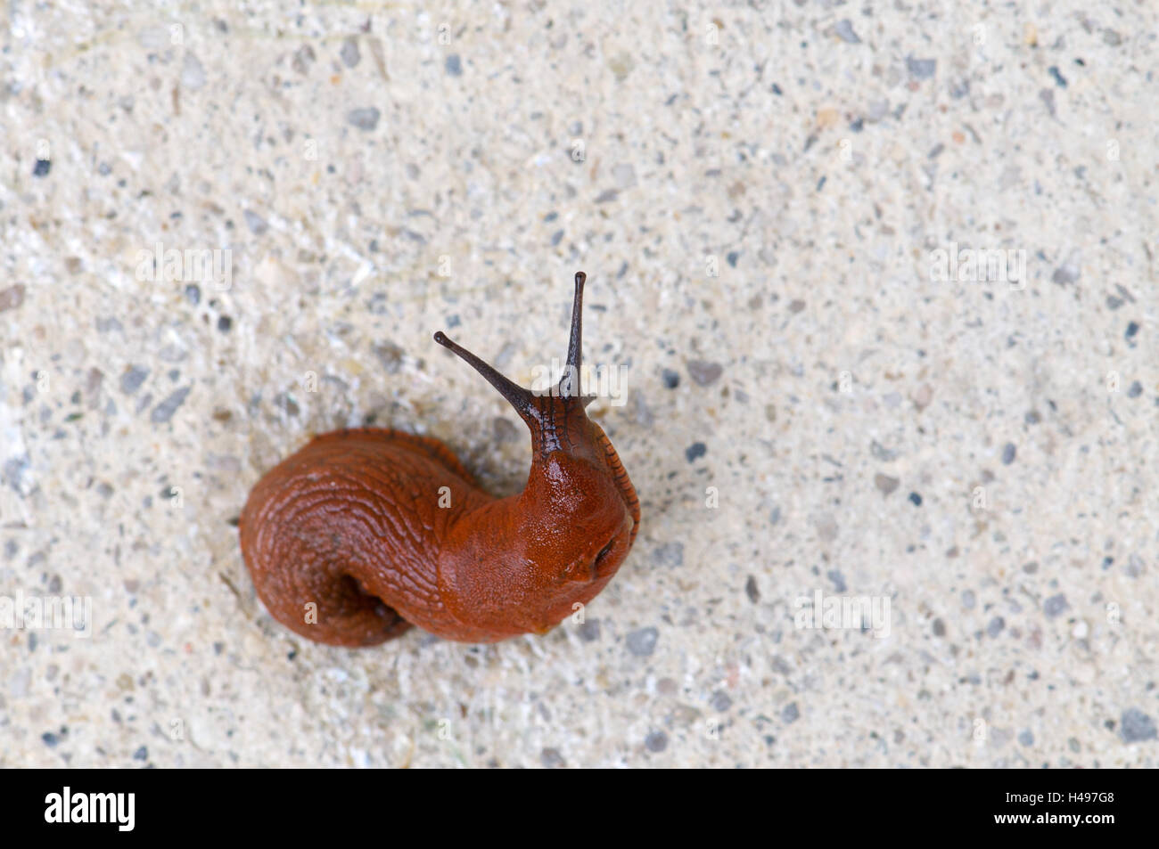 Slug on concrete floor, Stock Photo