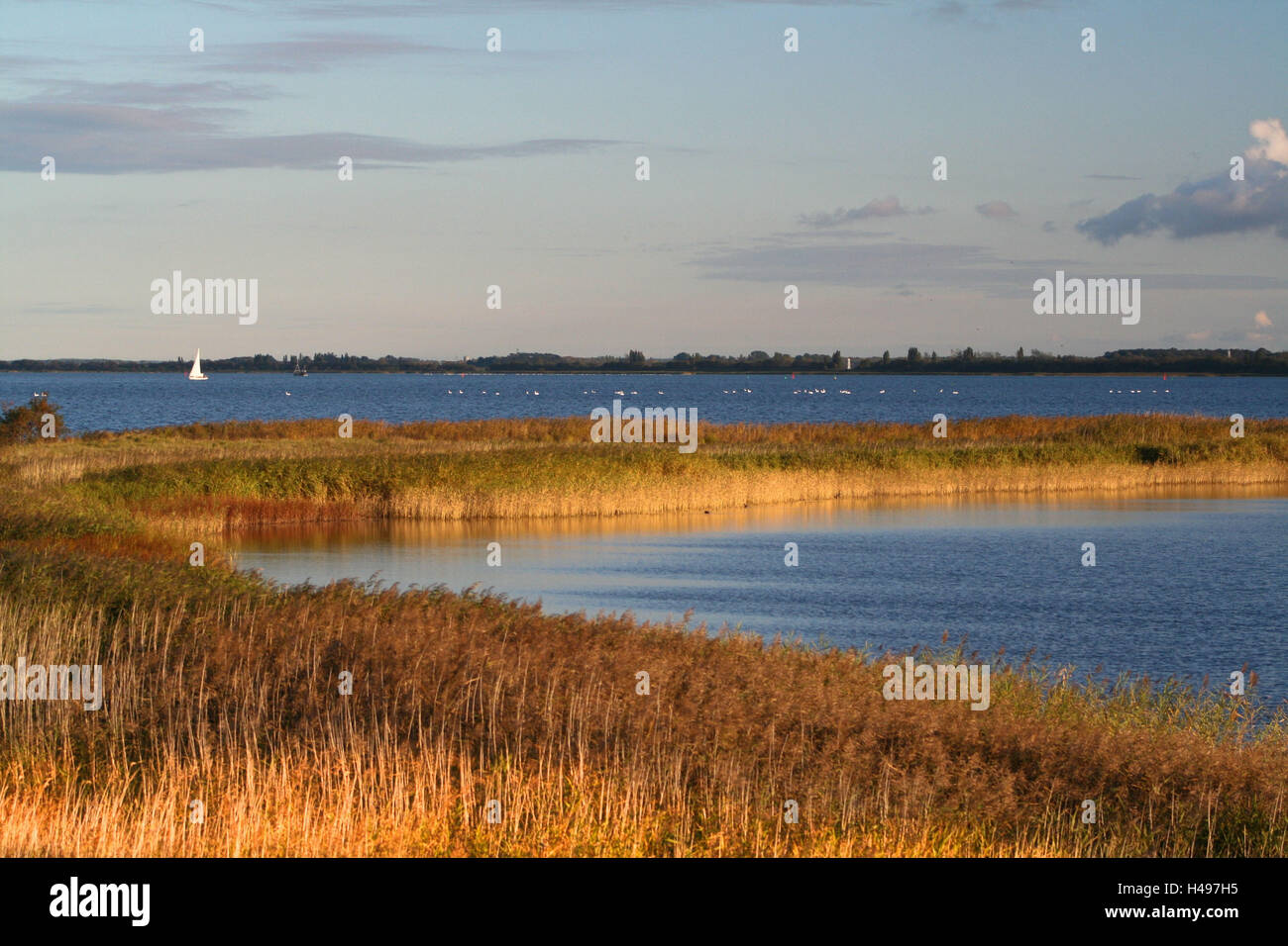 The Baltic Sea, Hiddensee, Bodden, landscape Stock Photo Alamy