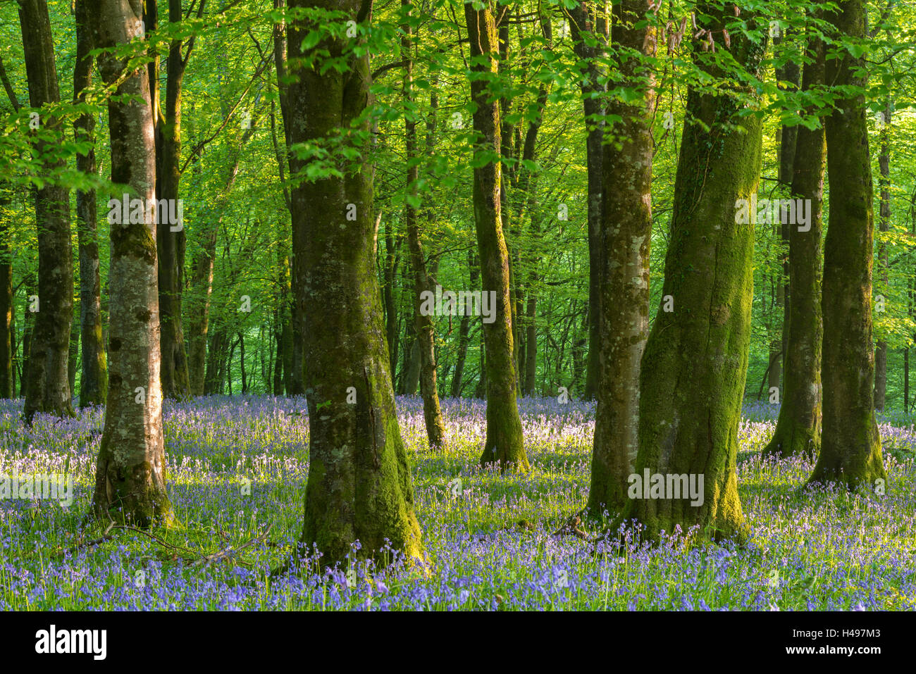 Common bluebells (Hyacinthoides non-scripta) flowering in a deciduous woodland during Springtime, Exmoor National Park, Devon Stock Photo