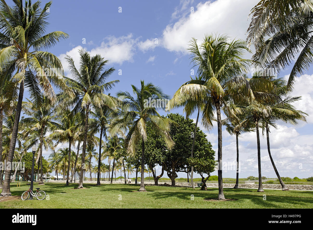 Palms in the Lummus park, Ocean Terrace, South Miami Beach, kind of Deco District, Florida, USA, Stock Photo