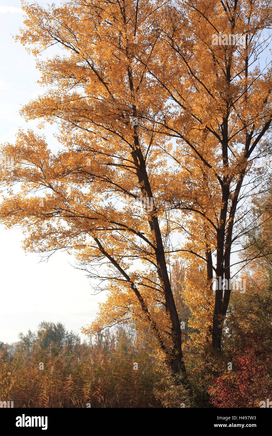 Silver poplar, autumn, Germany, poplar, tree, scenery, season, autumn wood, leaves, autumn colors, staining, silver poplar, broad-leaved tree, Stock Photo