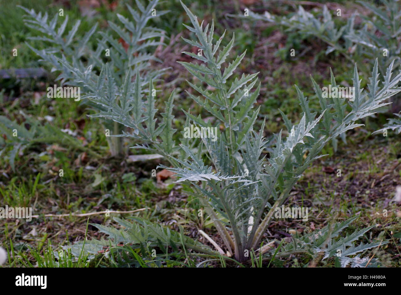 Cardoon plant. Artichoke thistle, cardone, cardoni, carduni, cardi Stock Photo