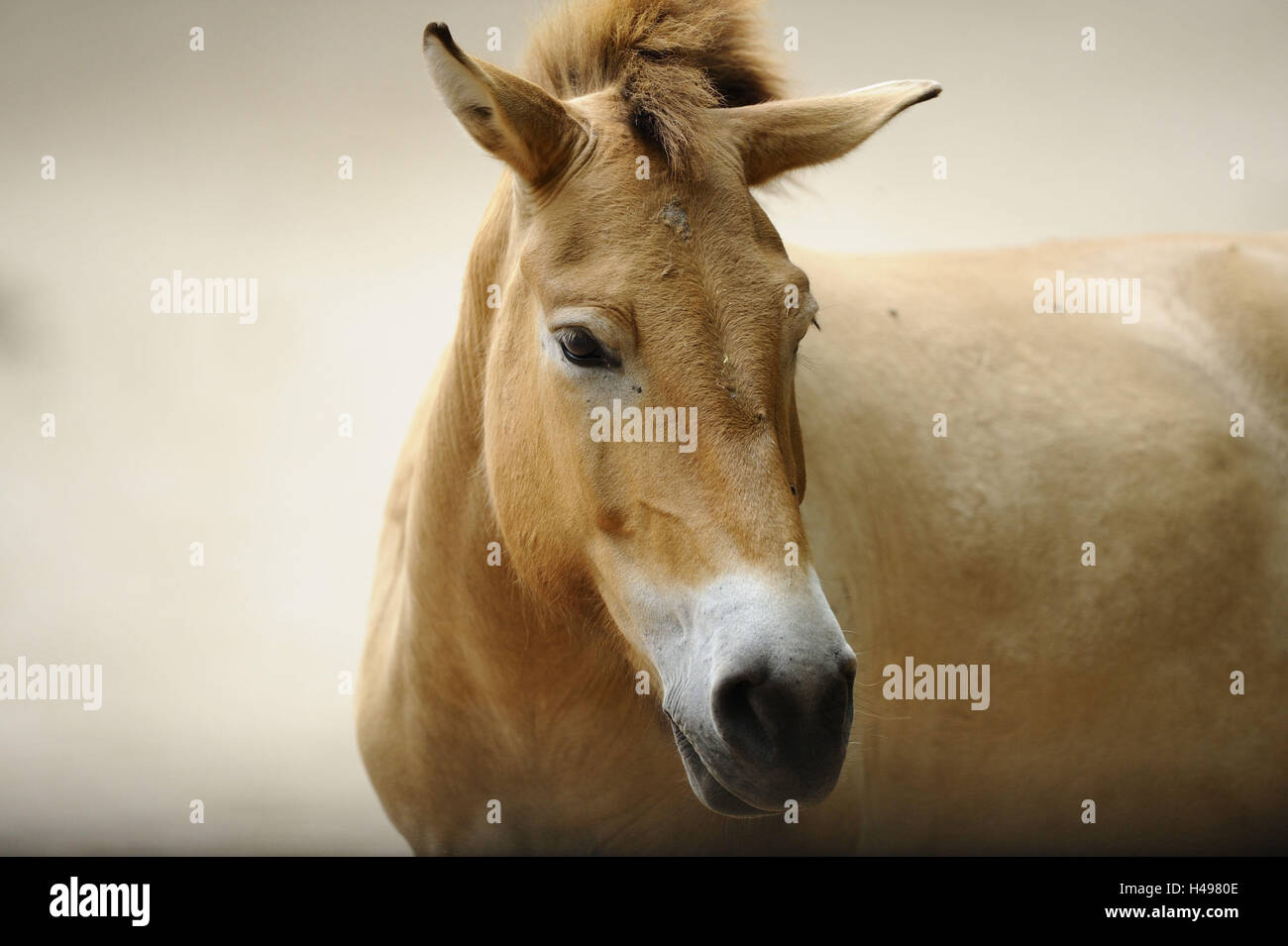 Przewalski's horse, Equus ferus przewalskii, portrait, Stock Photo
