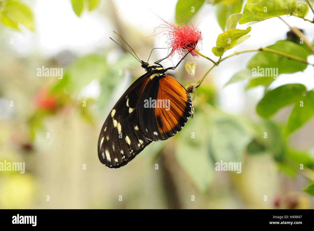 Tigerpassion flower butterfly, Heliconius hecale Stock Photo Alamy
