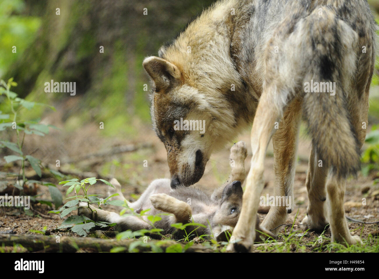 Wolves, Canis lupus, Wölfin, puppy, Stock Photo