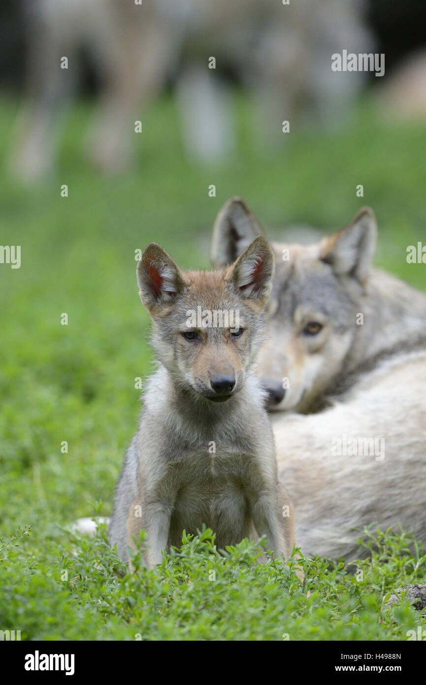 Eastern Timber Wolf Pups