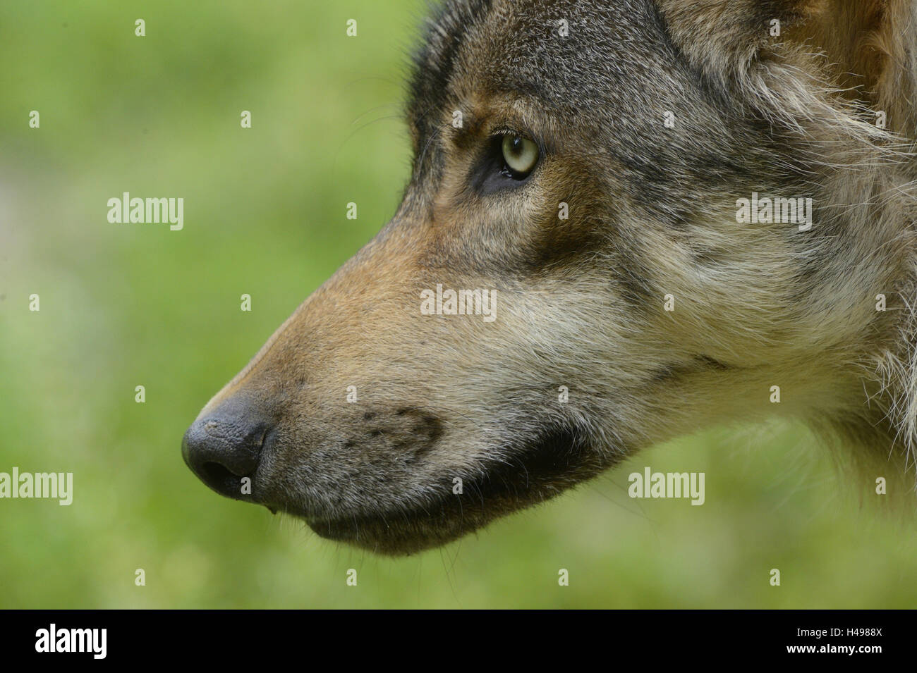 Eastern wolf, Canis lupus lycaon, detail, portrait, side view Stock ...