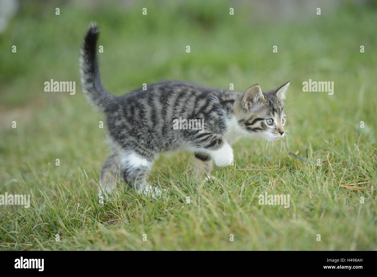 Domestic cat, Felis silvestris catus, young animal, meadow, running, side view, Stock Photo