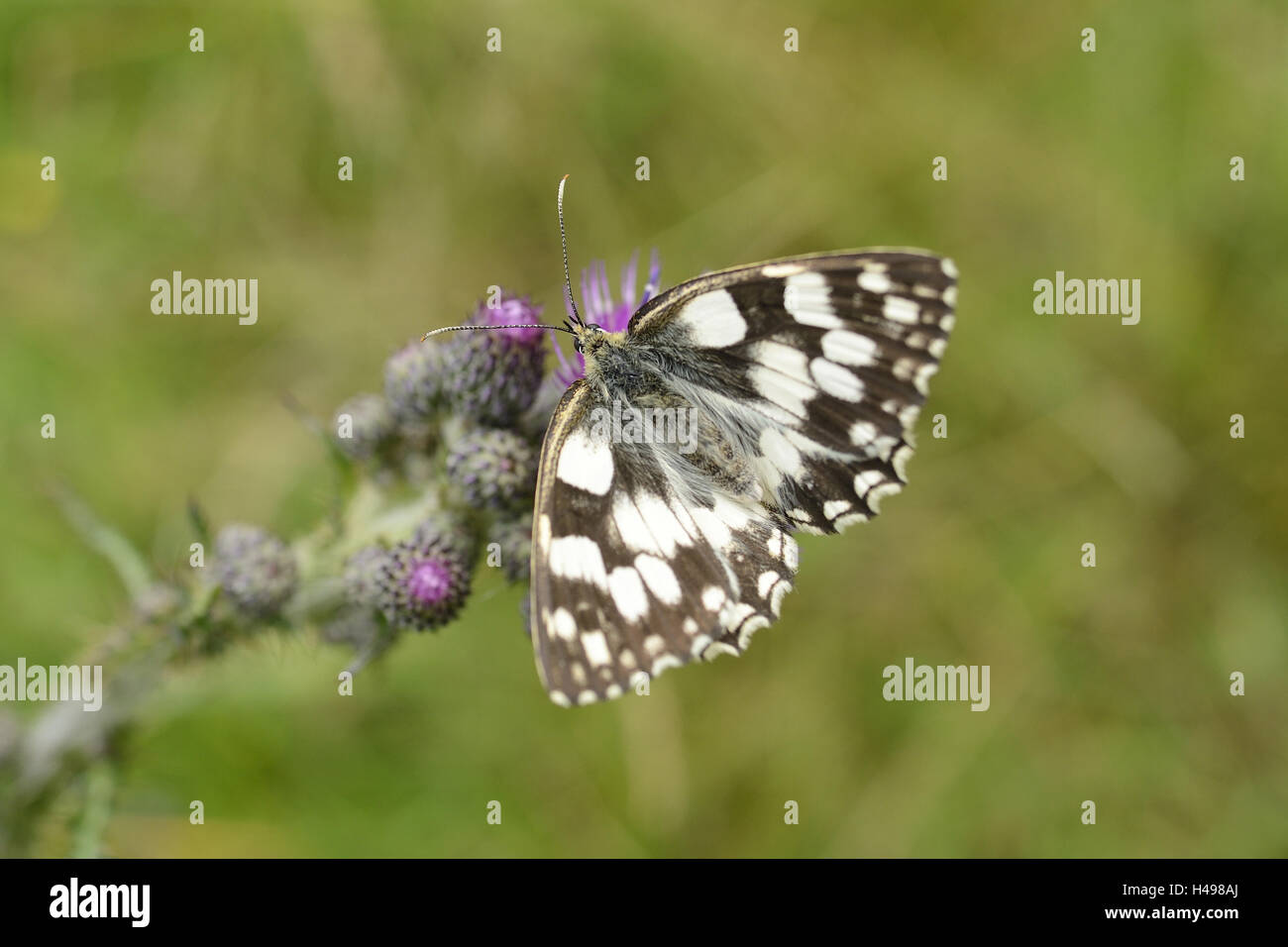 Chess springboard butterflies, Melanargia galathea, Acker-Kratzdistel, Cirsium arvense, sit, Stock Photo
