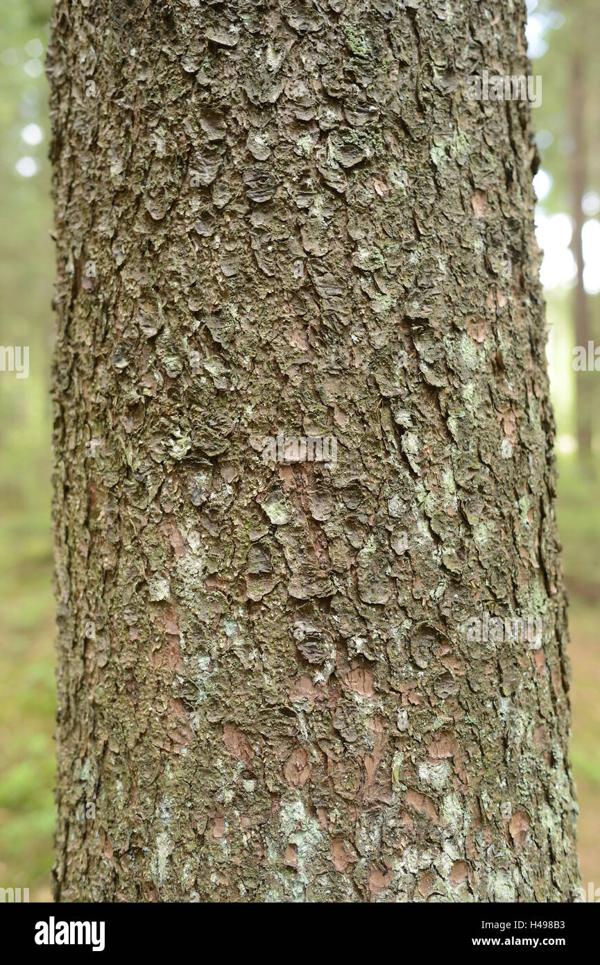 Spruce, Picea abies, trunk, trunk, detail, Stock Photo