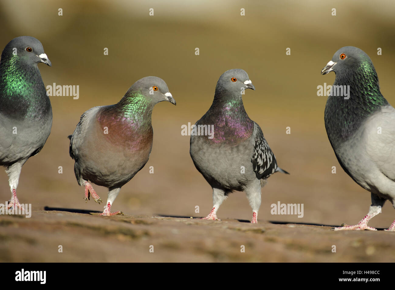 Town pigeons, courtship display, Stock Photo