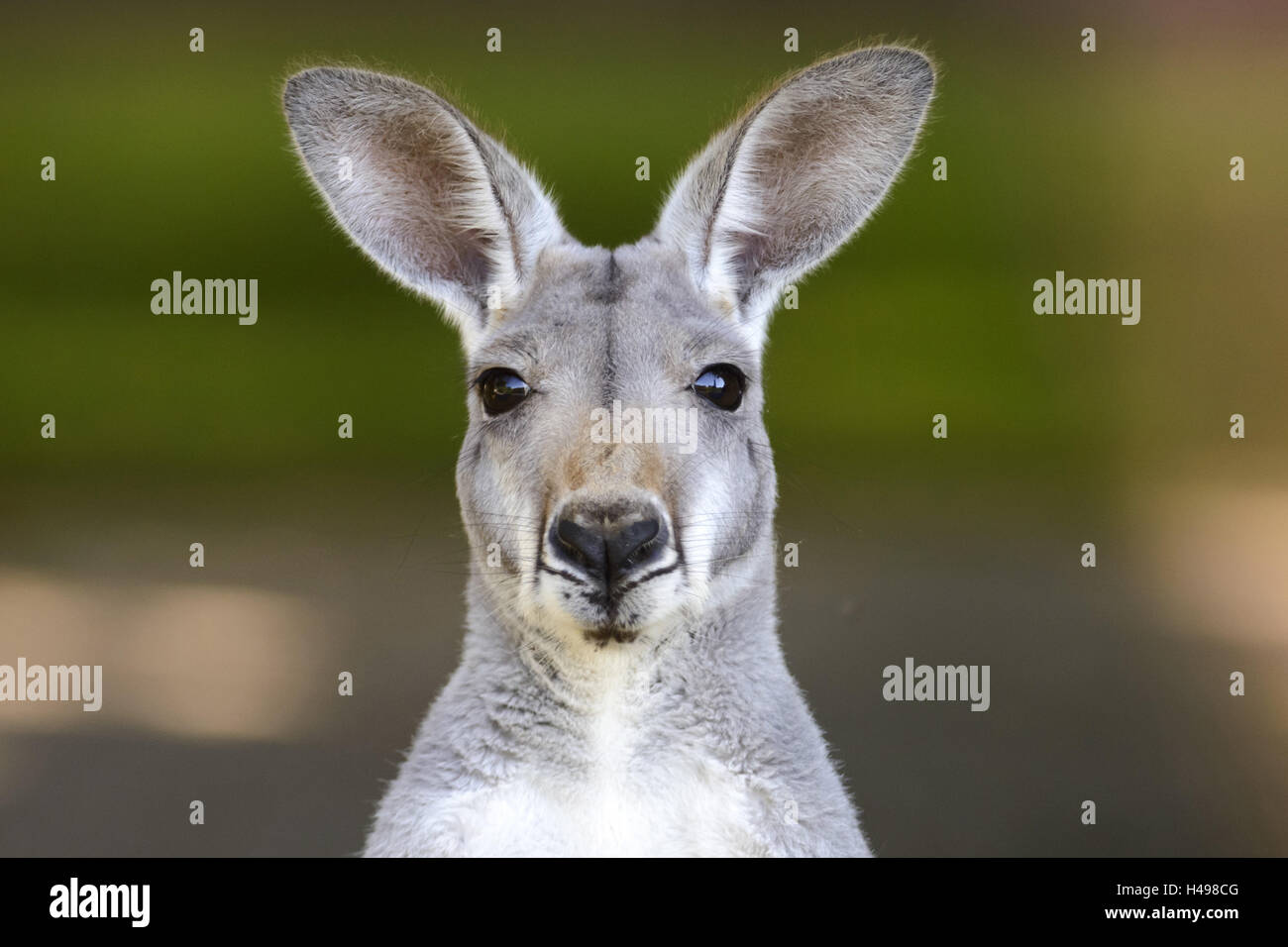 Red kangaroo, portrait, Stock Photo