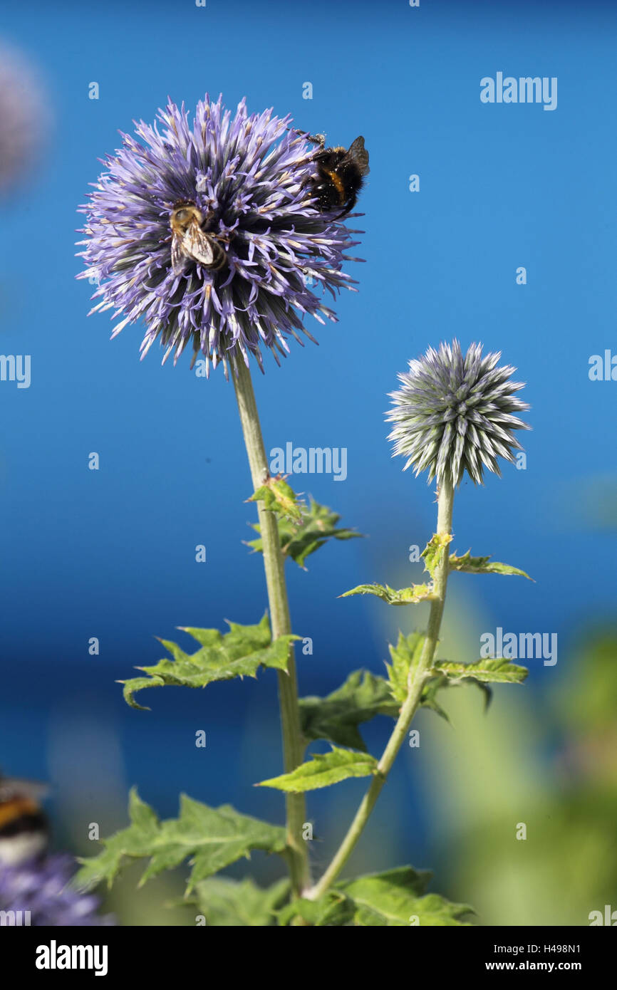 Sphere thistle with bumblebees, Stock Photo