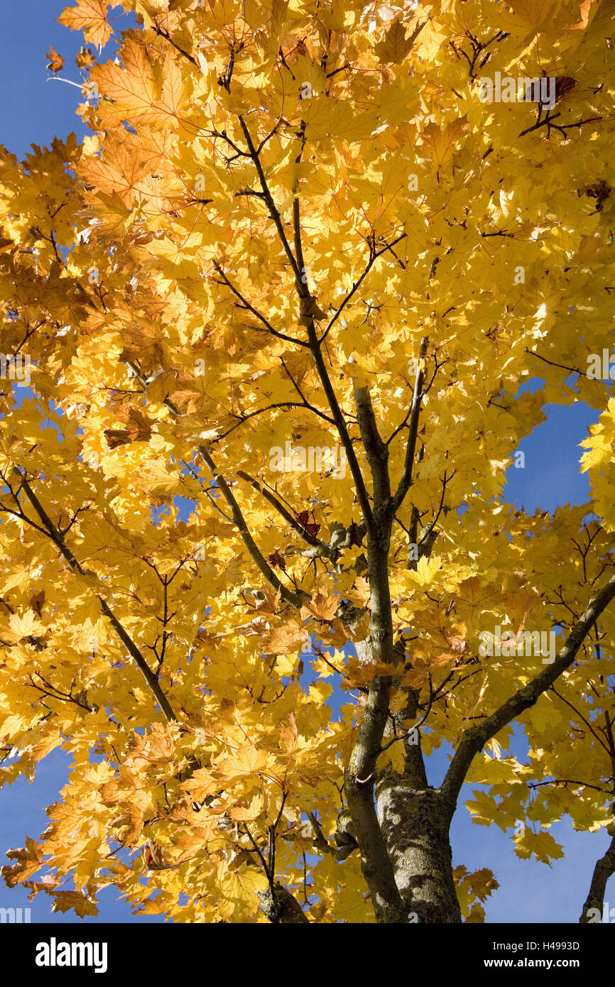 Maple Tree Insunlight Autumnal maple tree in sunlight Stock Photo - Alamy