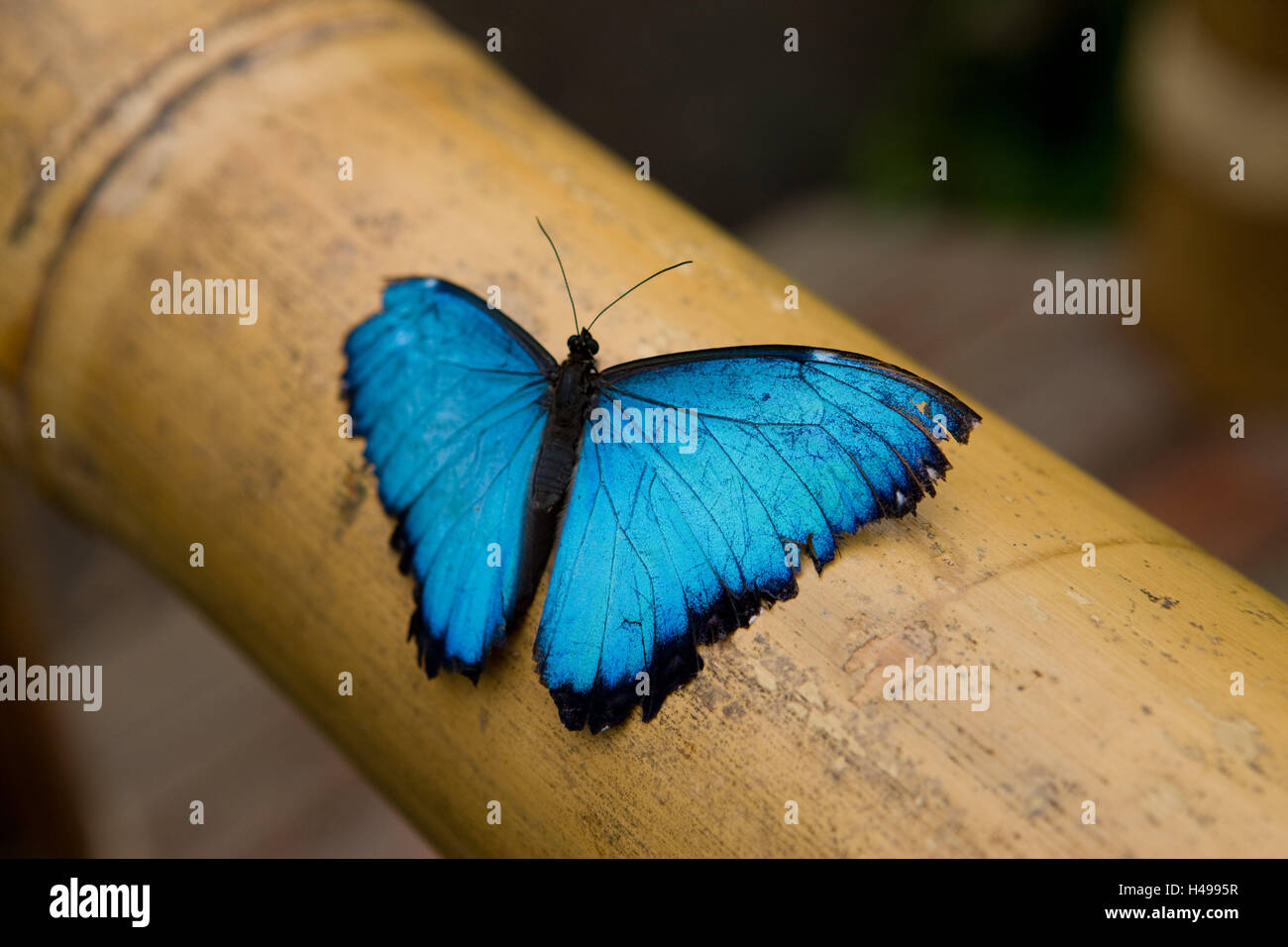 Blue Morphofalter, Morpho peleides, Ecuador, province of Pichincha, forest nature reserve Mindo, Nambillo, South America, butterfly, blue, Morphofalter, bamboo, wood, sit, wing, radiant, butterfly, noble butterfly, Nymphalidae, animal, insect, animal worl Stock Photo