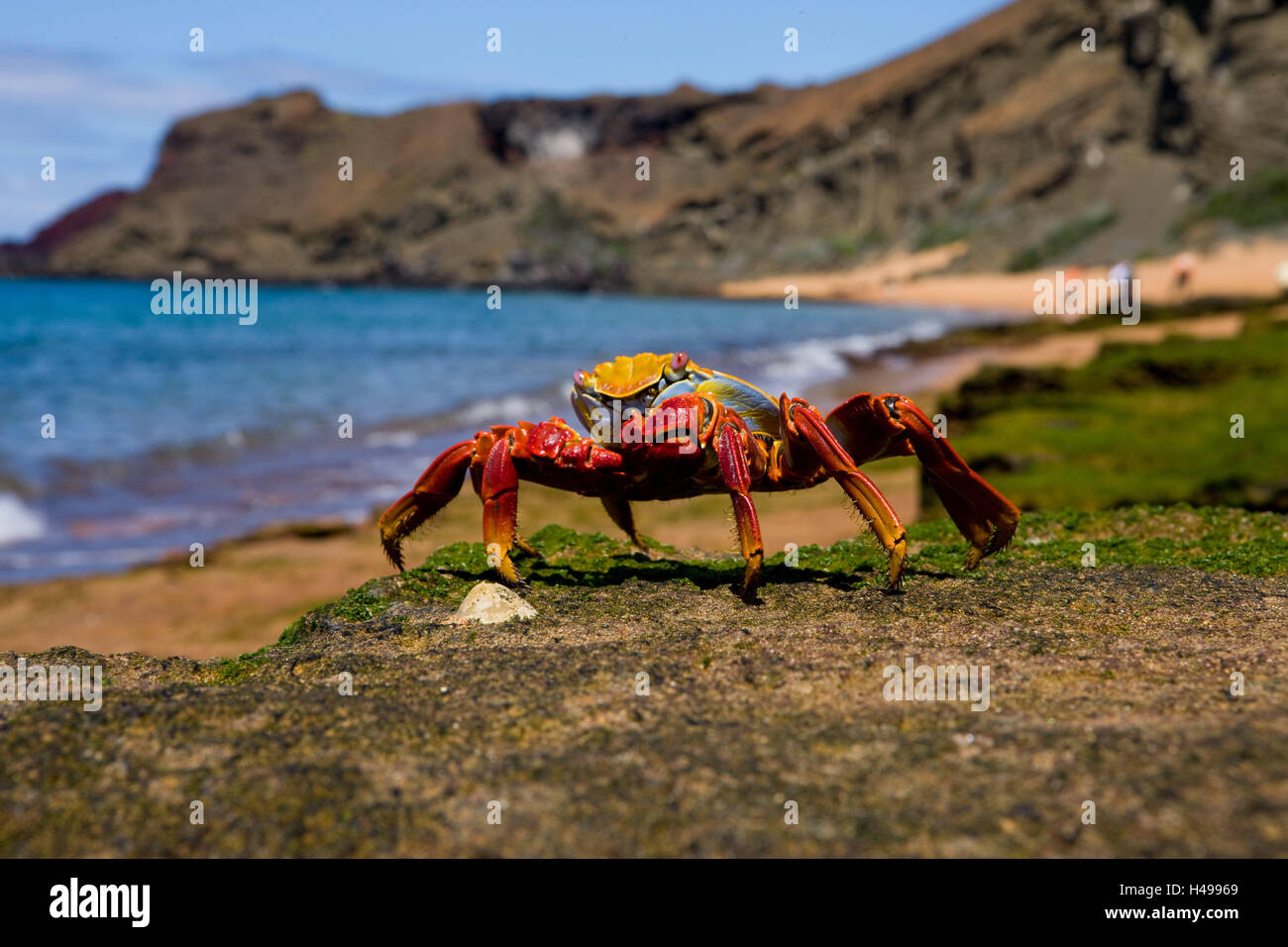 Red cliff crab, Grapsus grapsus, Ecuador, the Galapagos Islands, South