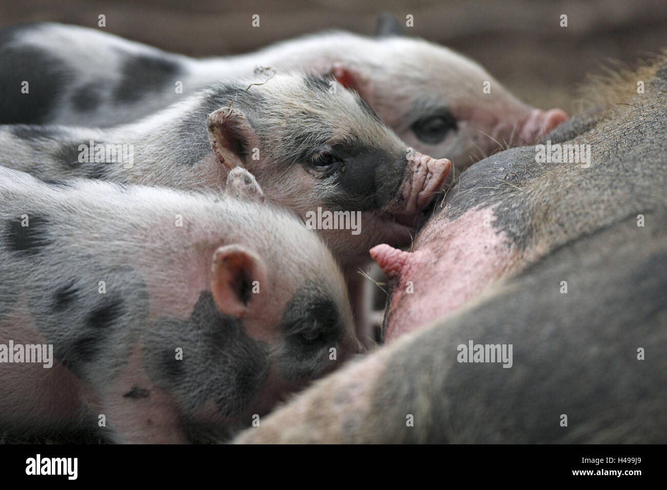 pot-bellied pig, piglets, suckle, Stock Photo