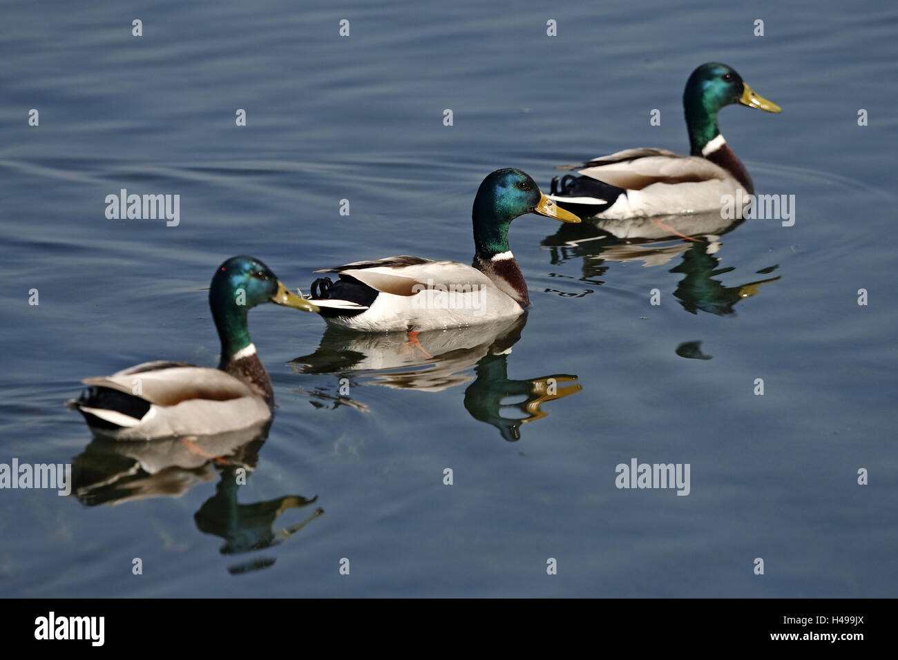 Mallards, Anas platyrhychos, drakes, three, water, Stock Photo