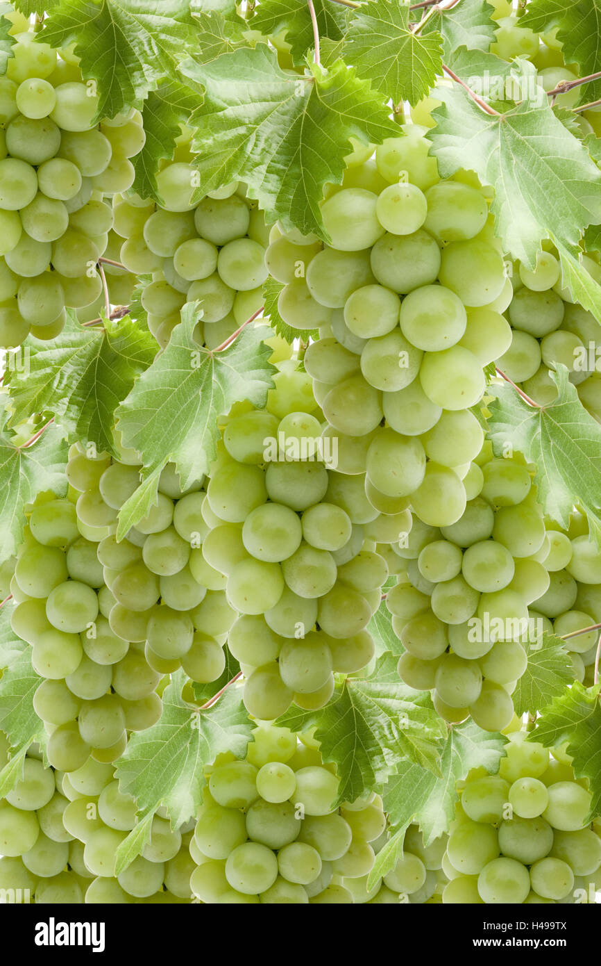 White table grapes, vines Stock Photo Alamy
