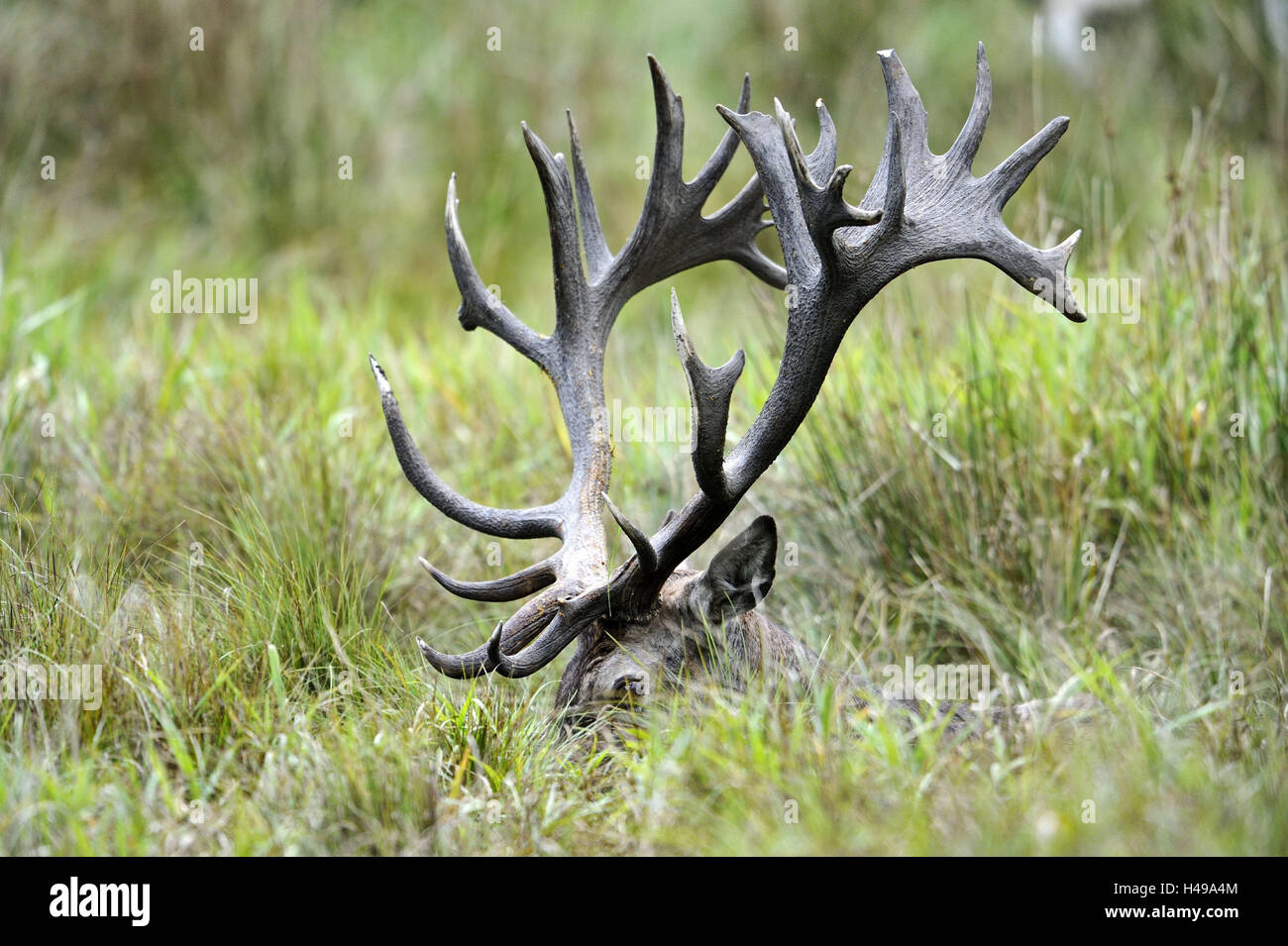 Grass, red deer, Cervus elaphus, antlers, detail, forest, Stock Photo
