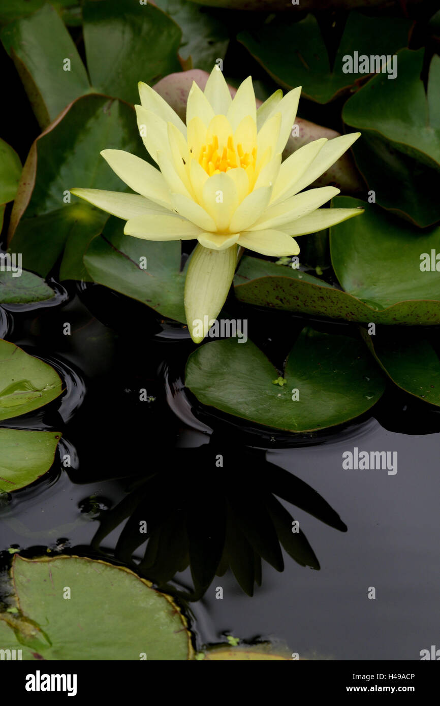 Yellow water lily Stock Photo - Alamy