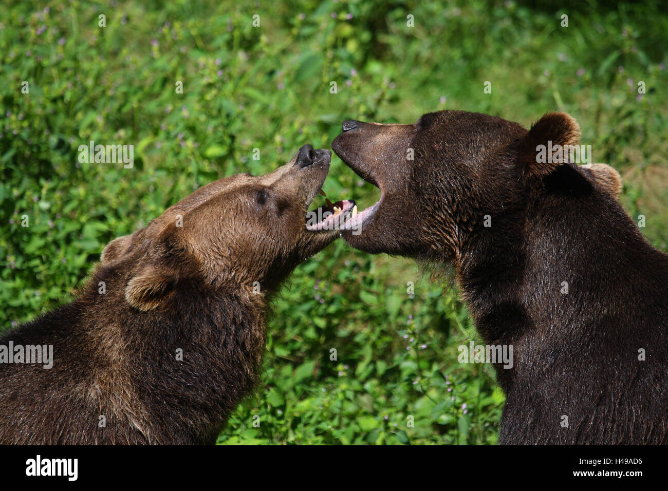 Brown bears, fight, rivalry, medium close-up, Stock Photo