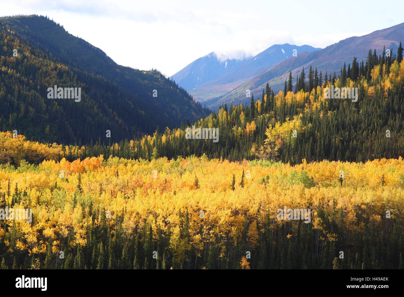 USA, Alaska, Denali National Park, scenery, nature, autumn, Stock Photo