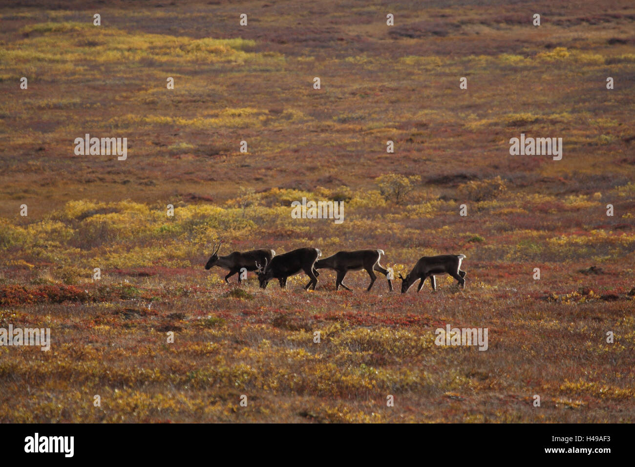 Caribou, autumn, tundra, the USA, Alaska Stock Photo - Alamy