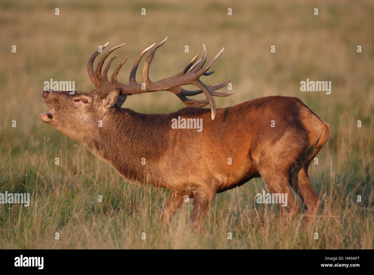 Red deer, meadow, bell, rutting season, Stock Photo