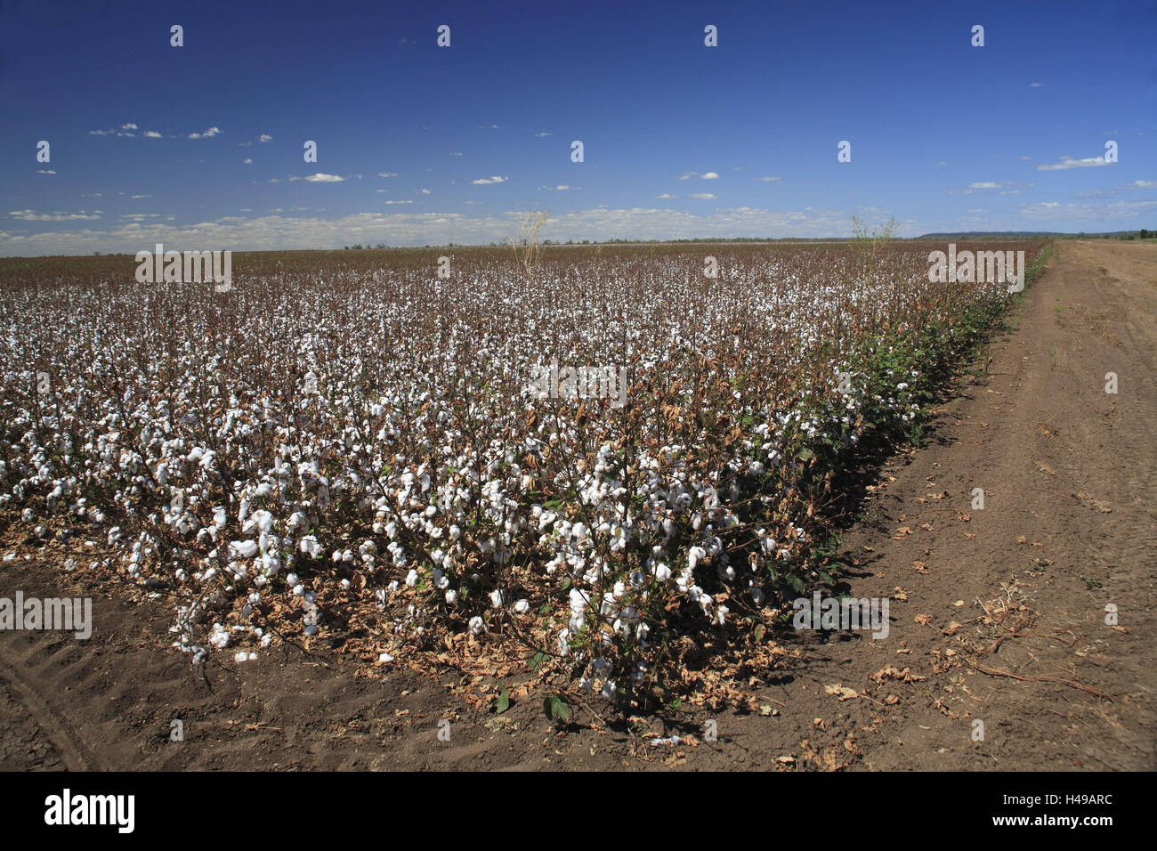 Australia, Queensland, Capricorn highway, field, cultivation, cotton