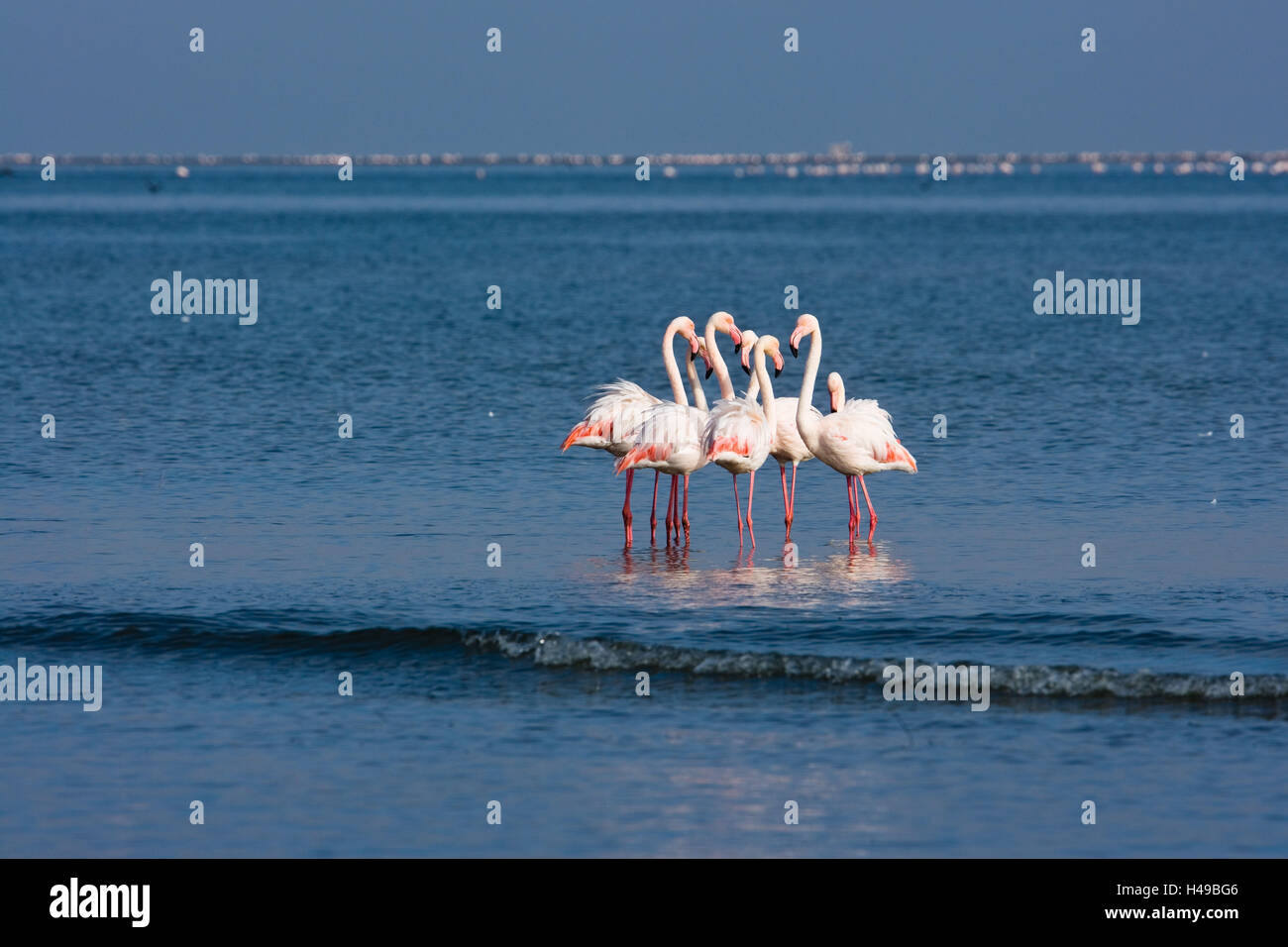 Flamingo botswana hires stock photography and images Alamy