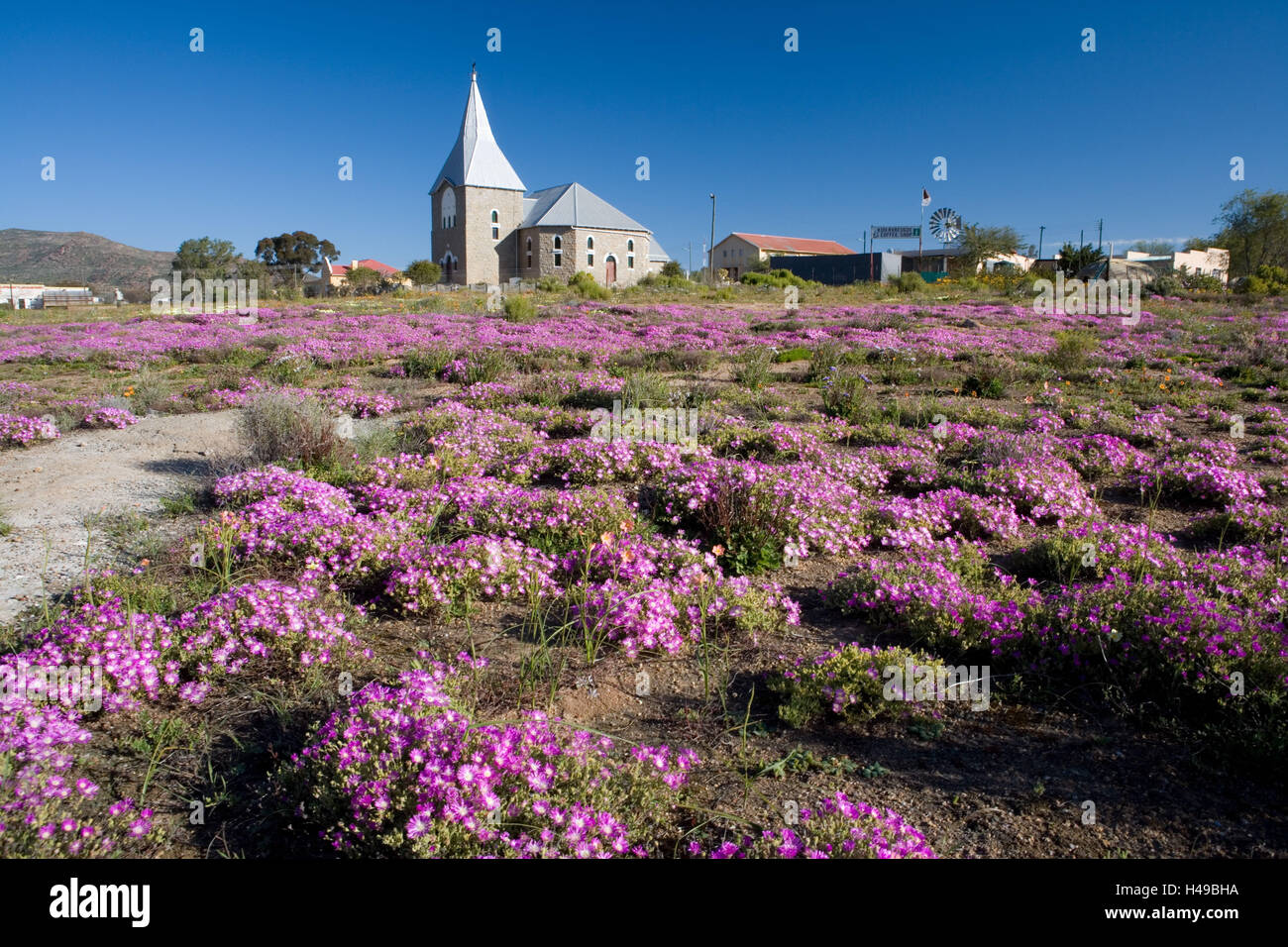 South, Africa, Namaqualand, Kamieskroon, spring blossom, midday flowers, Stock Photo