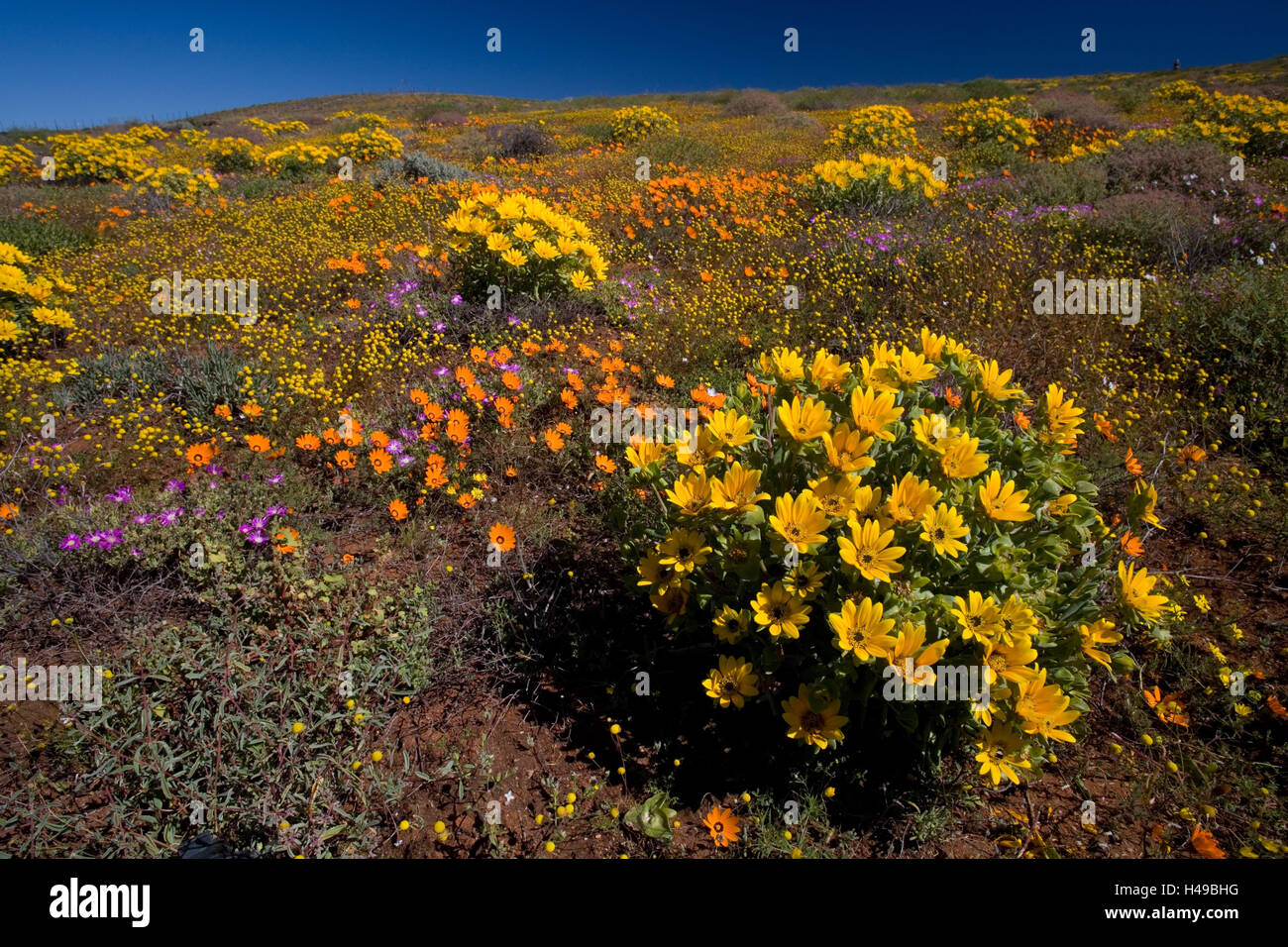 South, Africa, Namaqualand, spring blossom, flowers, Stock Photo