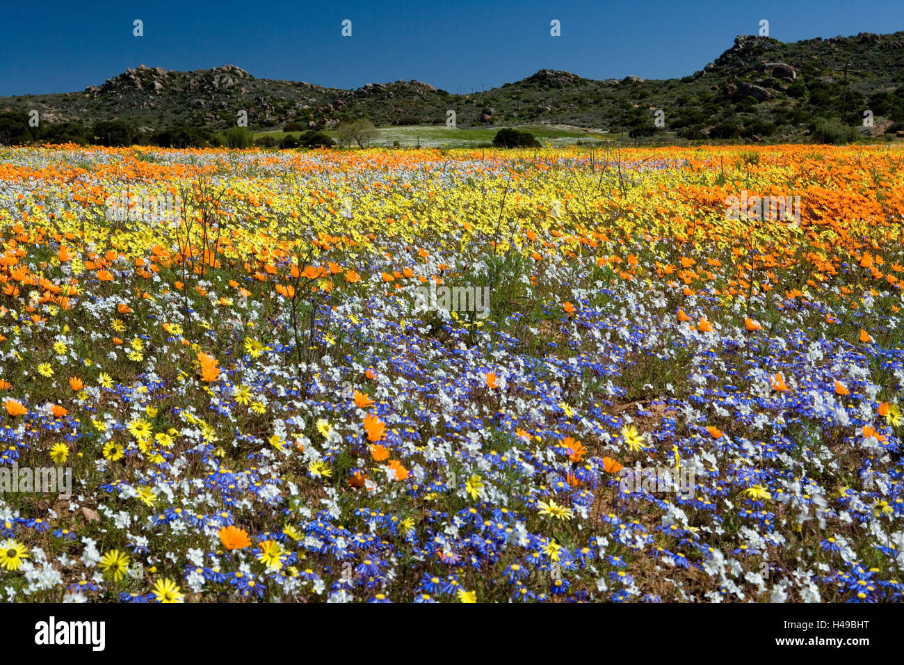 South, Africa, Namaqualand, spring blossom, flowers Stock Photo Alamy