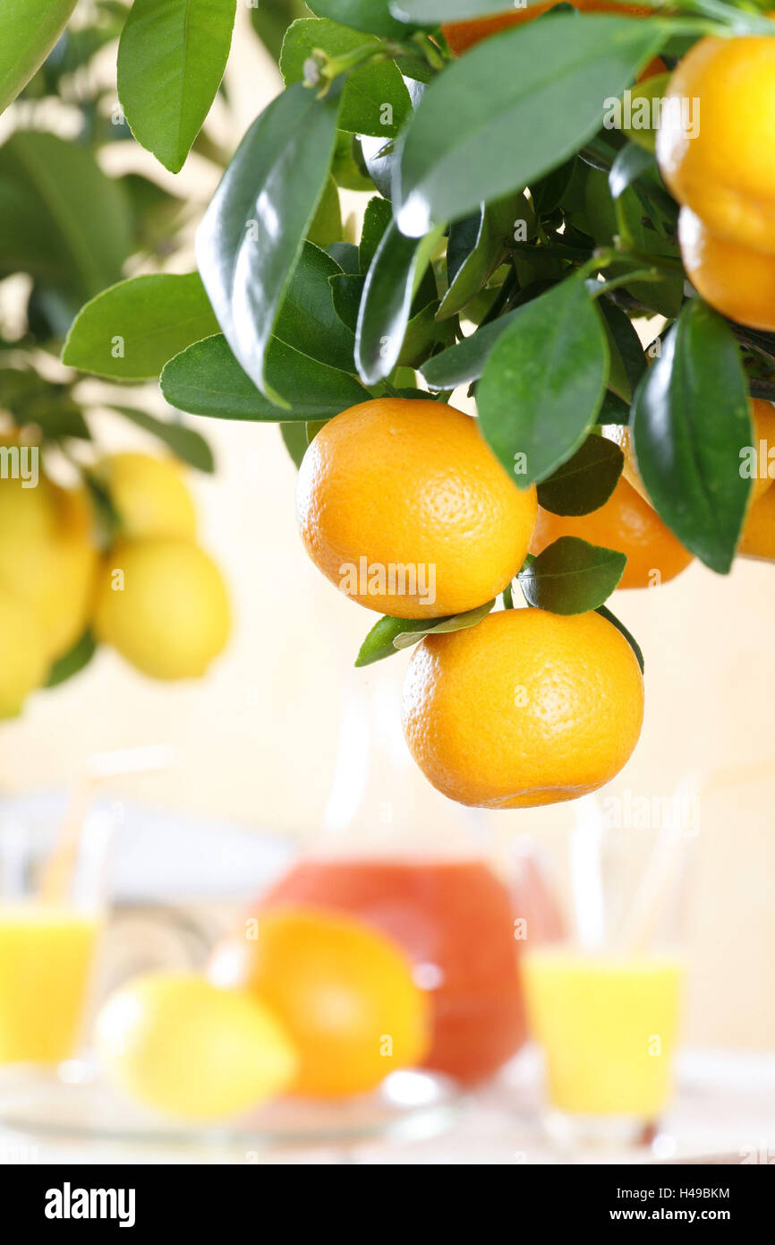 Orange tree branch with fruits, citrus mitis Calamondin, Stock Photo