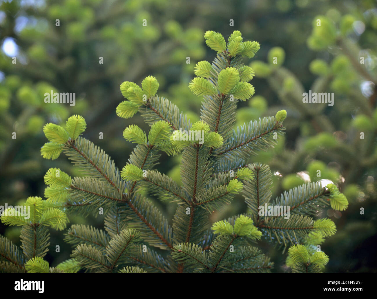 Veitch fir, Abies veitchii, detail, Showing, Plant, Tree, Conifer, Fir, pine plant, Branches, Fir needles, Silver fir, Stock Photo