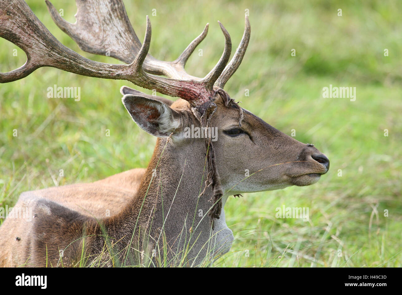 Fallow buck, phloem, Stock Photo