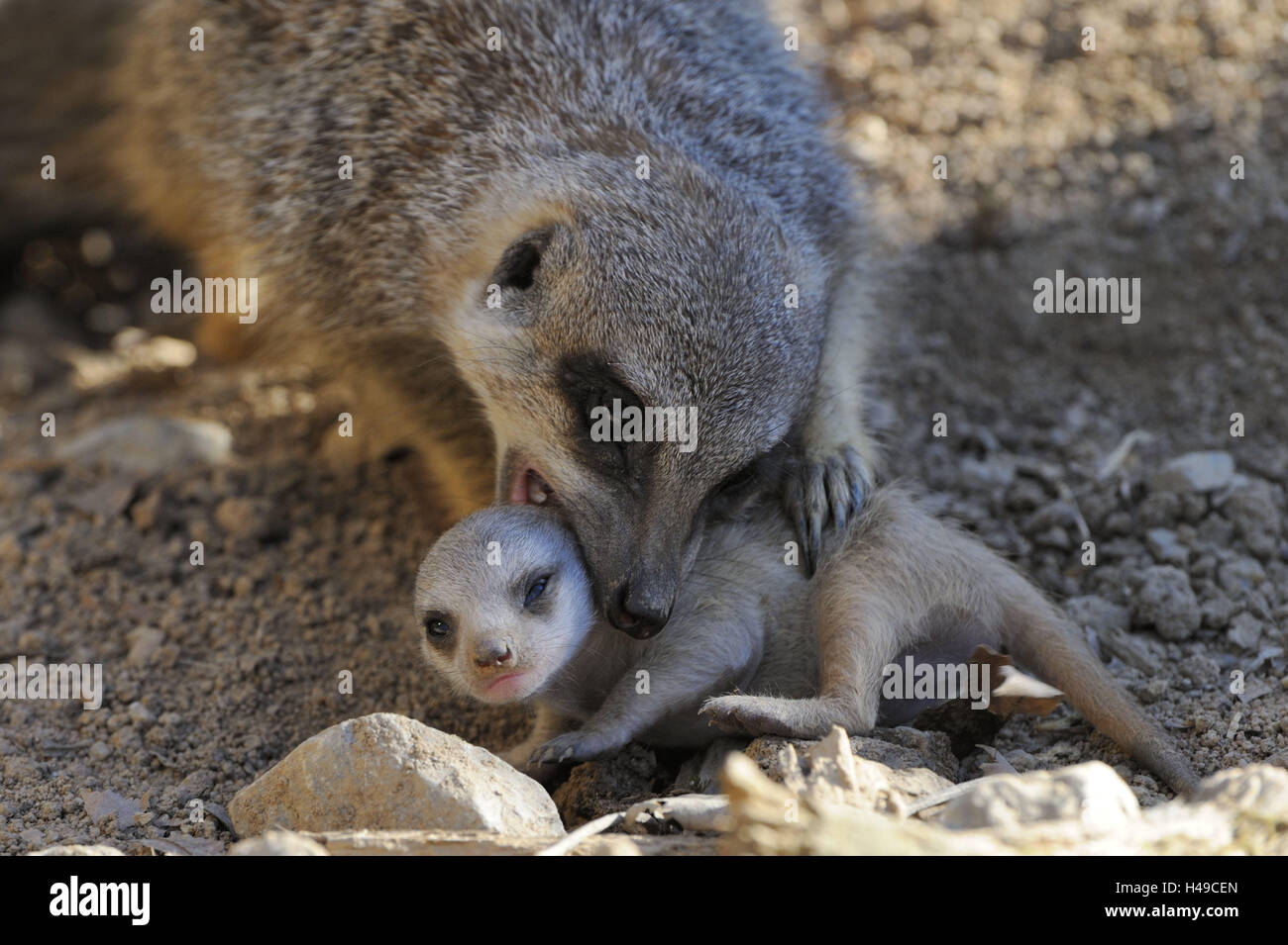 suricate, Suricatta suricatta, mother animal, young animal, carry, Stock Photo